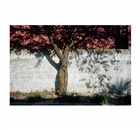dailyPhoto30